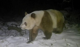 大熊猫的视频,大熊猫的温馨日常